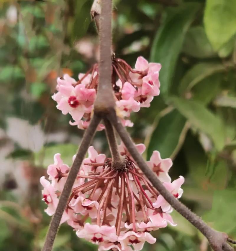 球兰花什么时候开花？如何促进球兰花的开花？