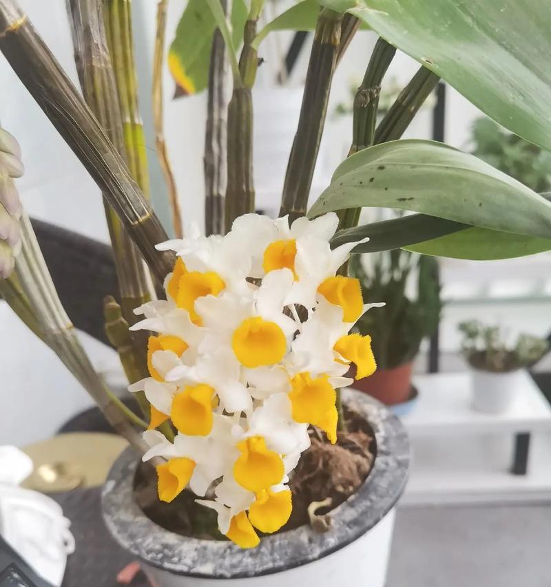 球兰花什么时候开花？如何促进球兰花的开花？