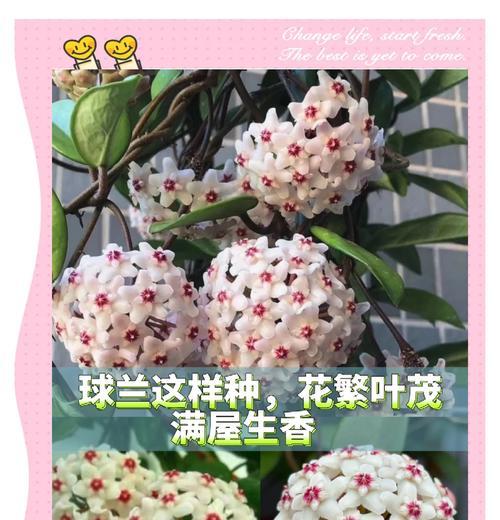 球兰花什么时候开花？如何促进球兰花的开花？