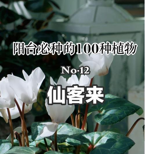 仙客来施肥推荐是什么？