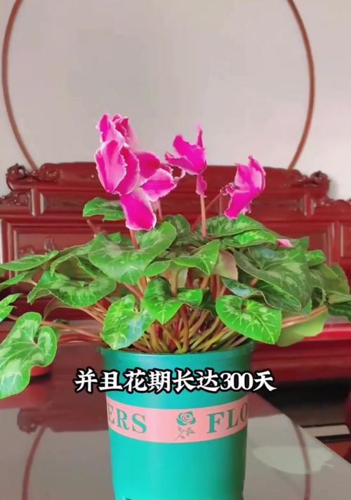 仙客来施肥推荐是什么？
