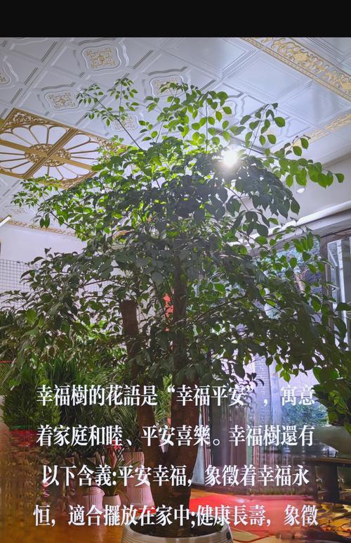 幸福树需要什么肥料？如何正确施肥以促进其生长？