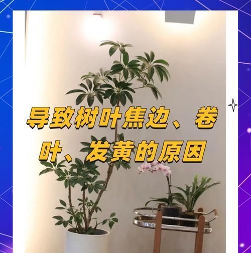 盆花叶子发黄的原因是什么？如何解决叶子发黄的问题？