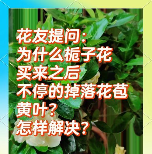 盆花叶子发黄的原因是什么？如何解决叶子发黄的问题？