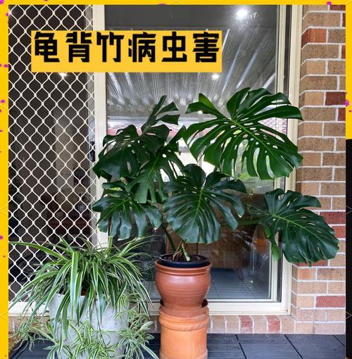 蚧壳虫的传播途径有哪些？如何预防？