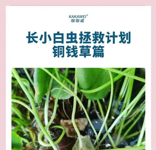 蚧壳虫的传播途径有哪些？如何预防？
