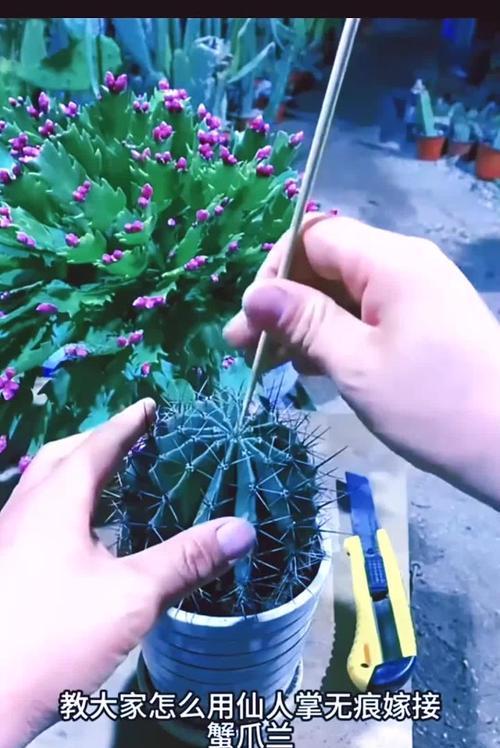 仙人掌嫁接蟹爪兰的步骤是什么？嫁接后如何护理？