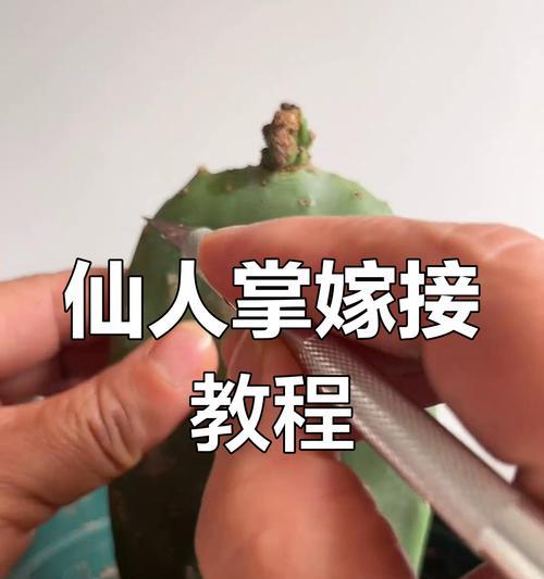 仙人掌嫁接蟹爪兰的步骤是什么？嫁接后如何护理？