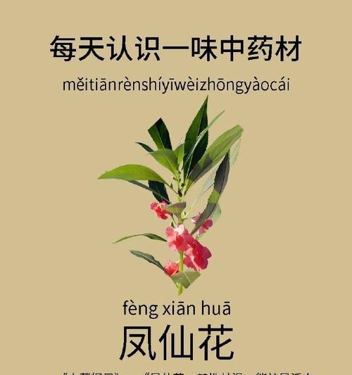 凤仙花叶子发黄的处理方法有哪些？