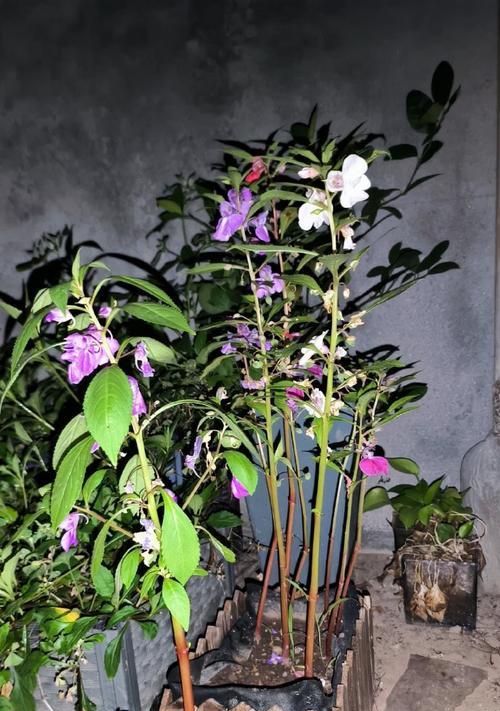 凤仙花叶子发黄的处理方法有哪些？