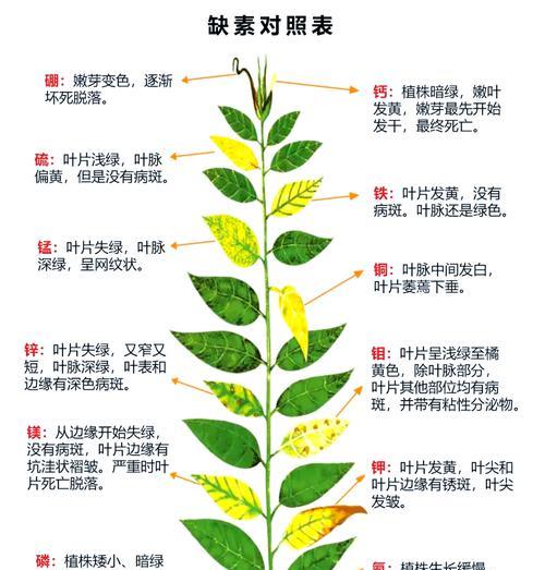 给花施肥有哪些技巧？怎样施肥更科学？