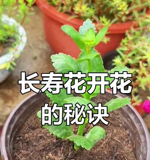 给花施肥有哪些技巧？怎样施肥更科学？