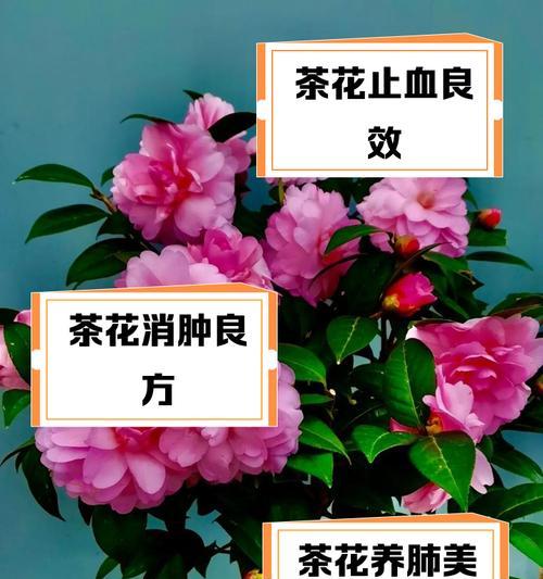 茶花冬季养护需要注意哪些问题？