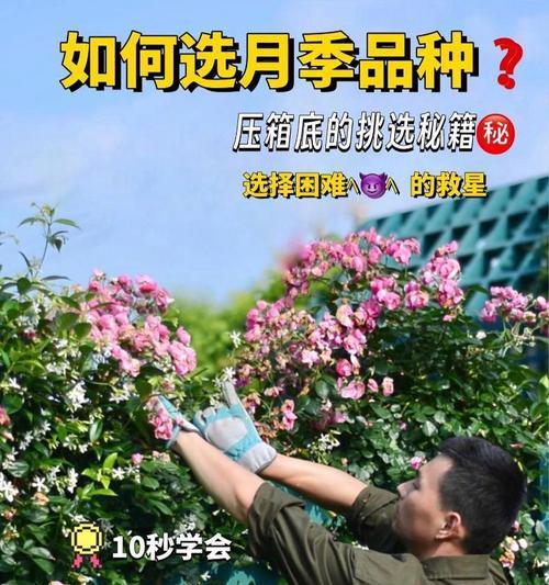 微型月季哪些品种最受欢迎？如何挑选最佳微型月季？