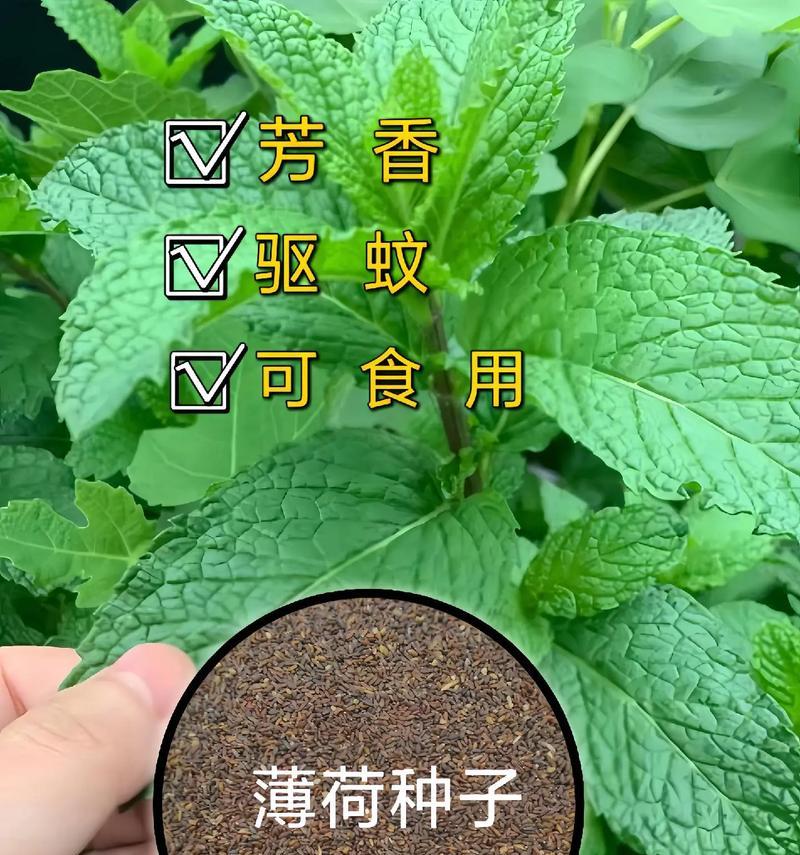 薄荷的花色有哪些？如何促进开花？