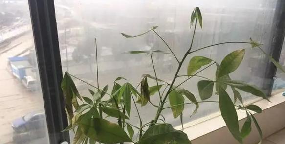 招财树叶子脱落怎么办？有哪些补救措施？