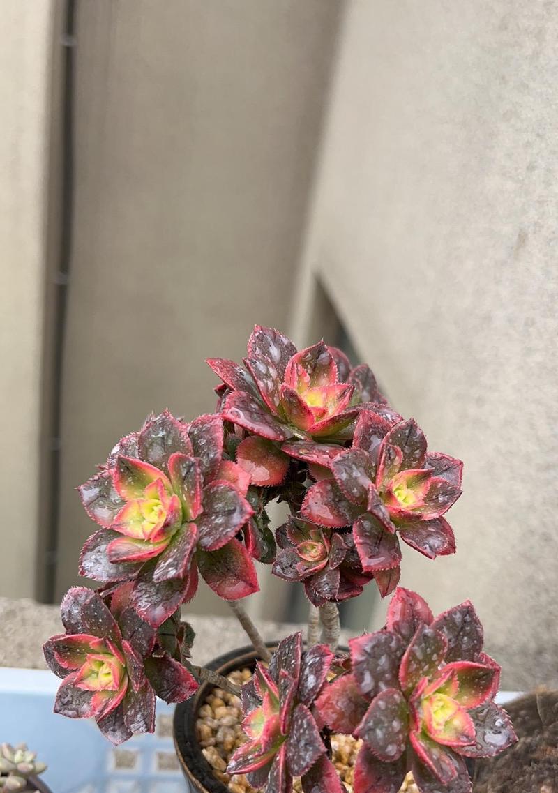 多肉艳日辉的繁殖方法有哪些？