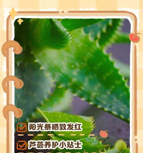 芦荟叶子发黄怎么回事？可能的原因有哪些？