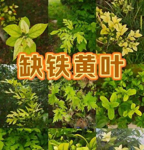 铁海棠叶子变黄的原因是什么？如何处理？