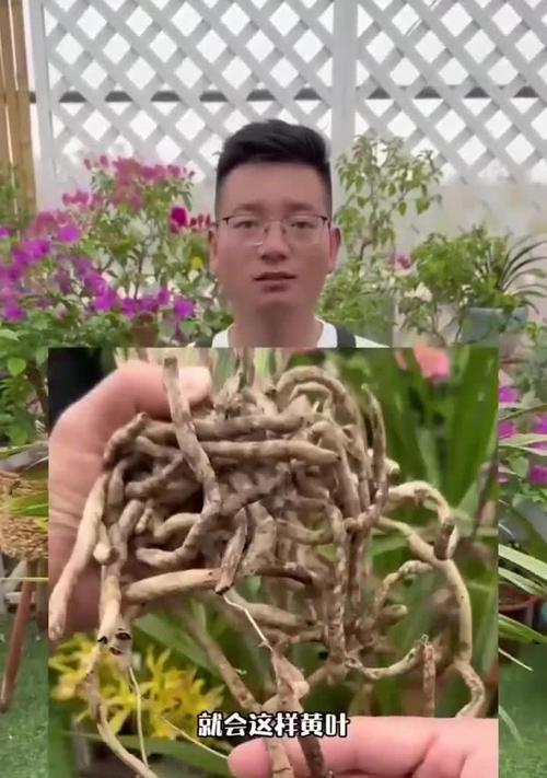 兰花烂根怎么补救？有哪些有效的处理方法？
