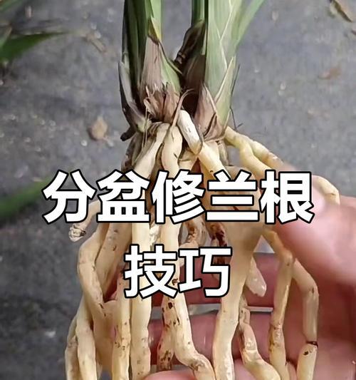 兰花烂根怎么补救？有哪些有效的处理方法？