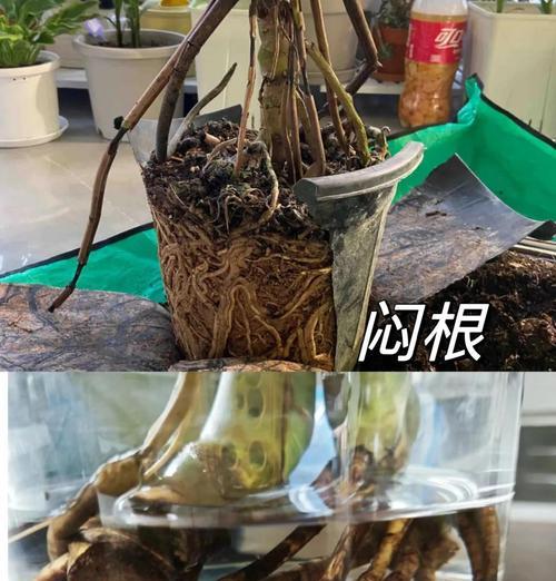 龟背竹根部腐烂的处理方法有哪些？