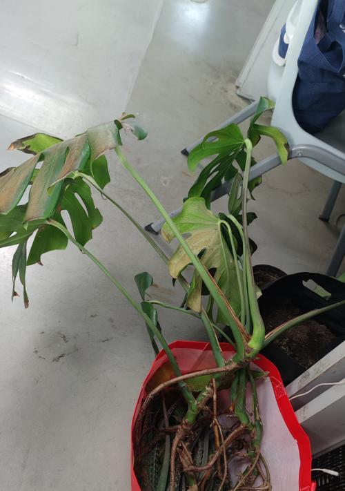 龟背竹根部腐烂的处理方法有哪些？