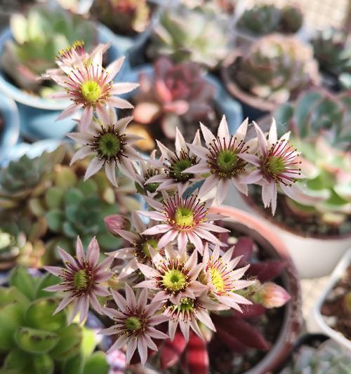 河南冬季适合种植哪些花卉？如何选择耐寒品种？