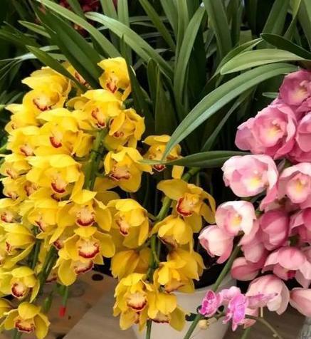 河南冬季适合种植哪些花卉？如何选择耐寒品种？
