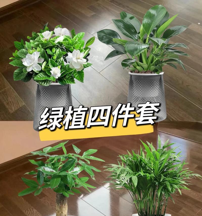 发财树到货后如何栽培？有哪些注意事项？