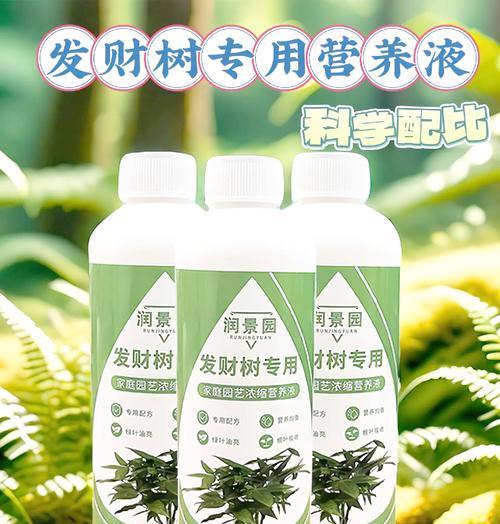 发财树到货后如何栽培？有哪些注意事项？
