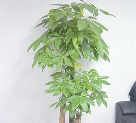 发财树到货后如何栽培？有哪些注意事项？