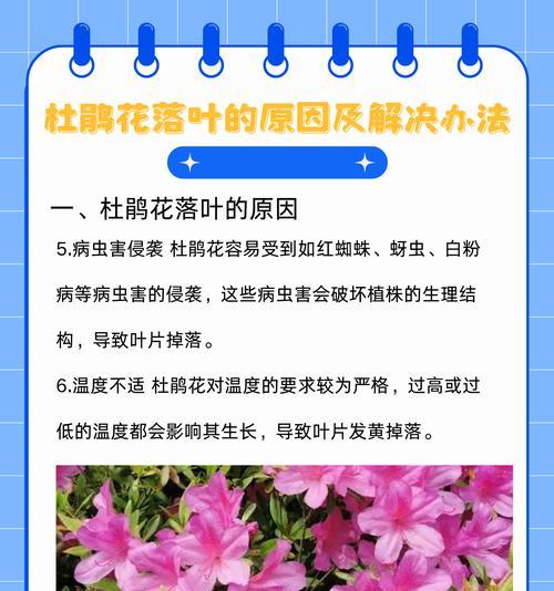 杜鹃花的养护方法有哪些？怎样避免叶子变黄？