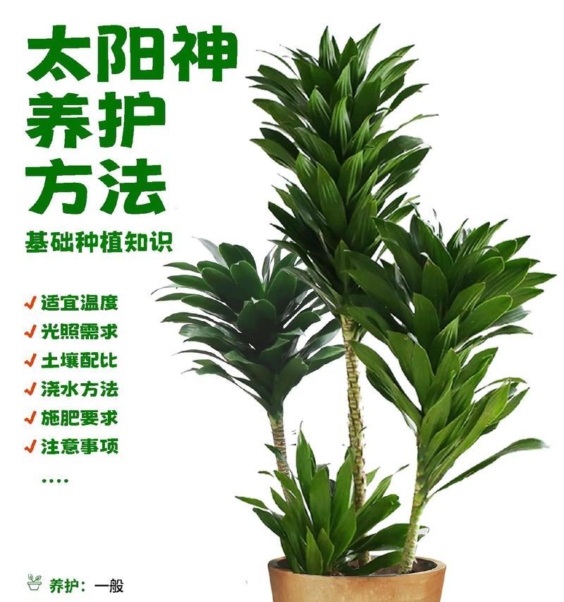 狭叶龙血树的养殖方法是什么？如何照料狭叶龙血树？