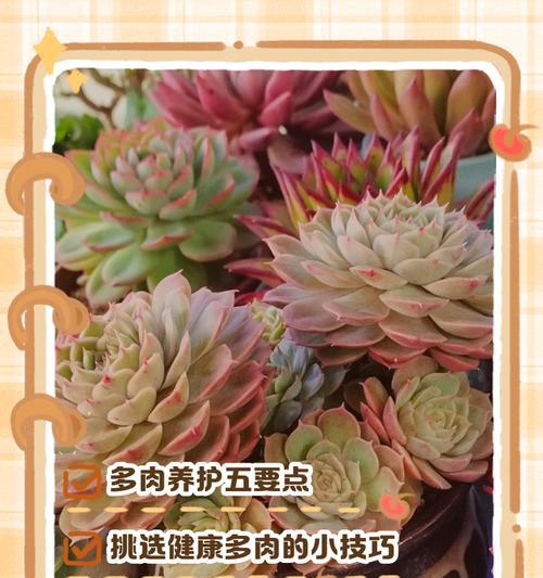 多肉植物水培的正确方法是什么？
