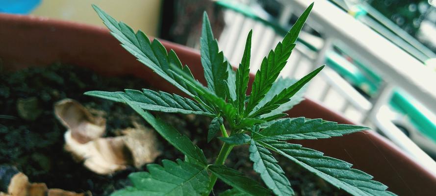 初恋植物的养护方法是什么？如何促进其生长？
