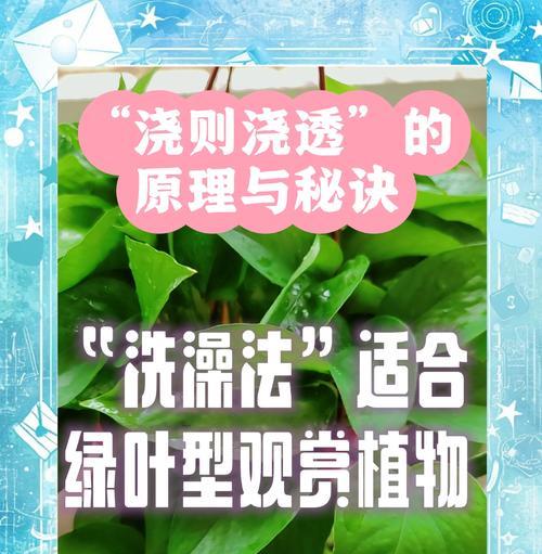 初恋植物的养护方法是什么？如何促进其生长？