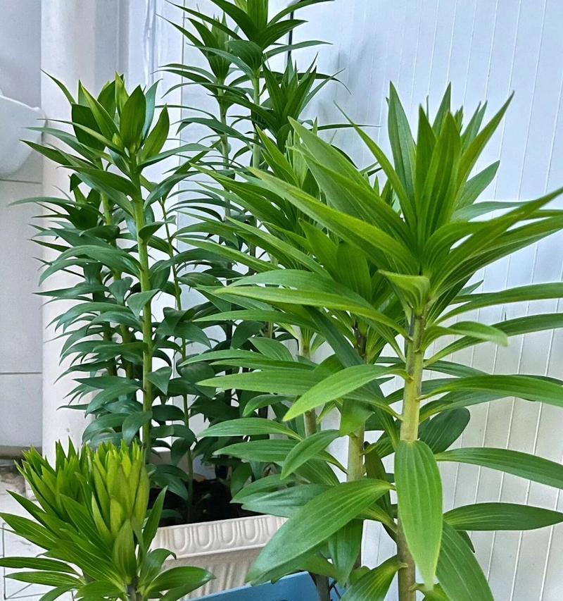 初恋植物的养护方法是什么？如何促进其生长？