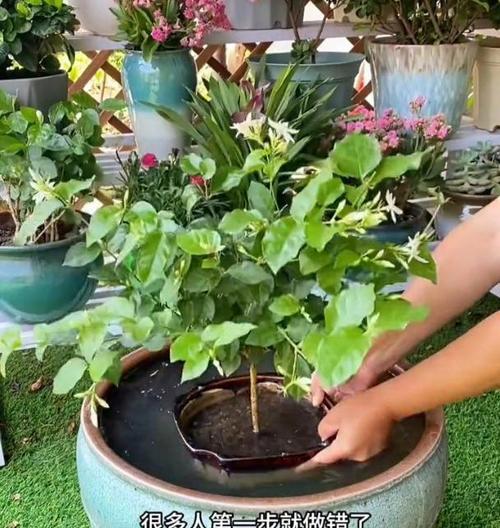 茉莉花的正确浇水方法是什么？如何避免过度浇水或缺水？