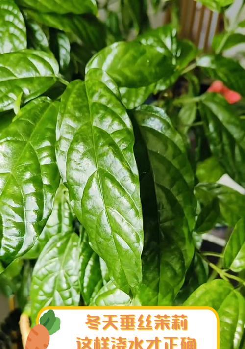 茉莉花的正确浇水方法是什么？如何避免过度浇水或缺水？