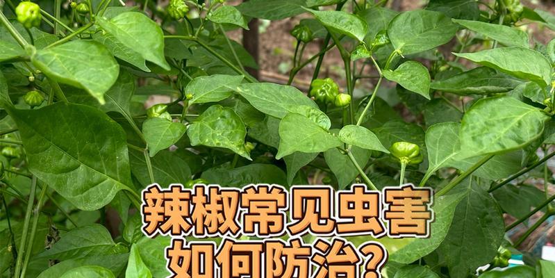 植物常见的害虫有哪些？如何有效防治？