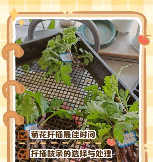 大丽花的扦插方法是什么？如何提高扦插成功率？