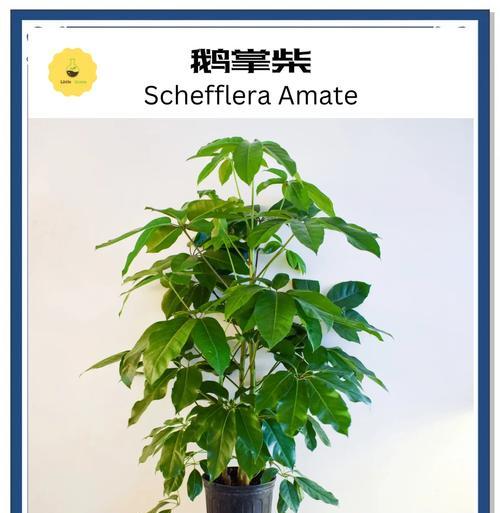 鹅掌木的养殖环境要求是什么？如何保持其叶片翠绿？