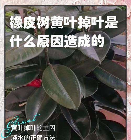 橡皮树叶片清洁方法是什么？