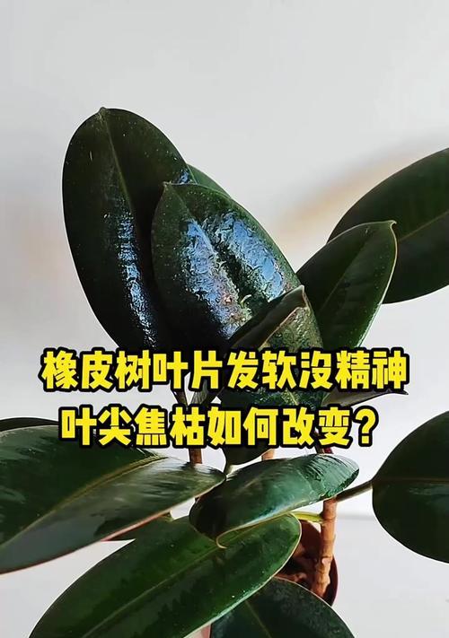 橡皮树叶片清洁方法是什么？