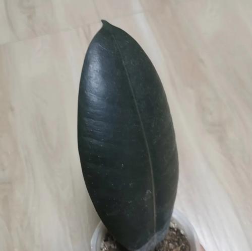 橡皮树叶片清洁方法是什么？