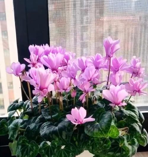 仙客来生虫怎么办？如何防治仙客来的虫害？