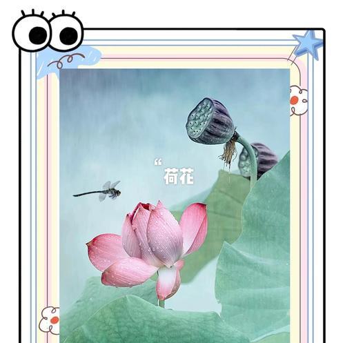 哪些花卉最适合初学者种植？它们的养护要点是什么？