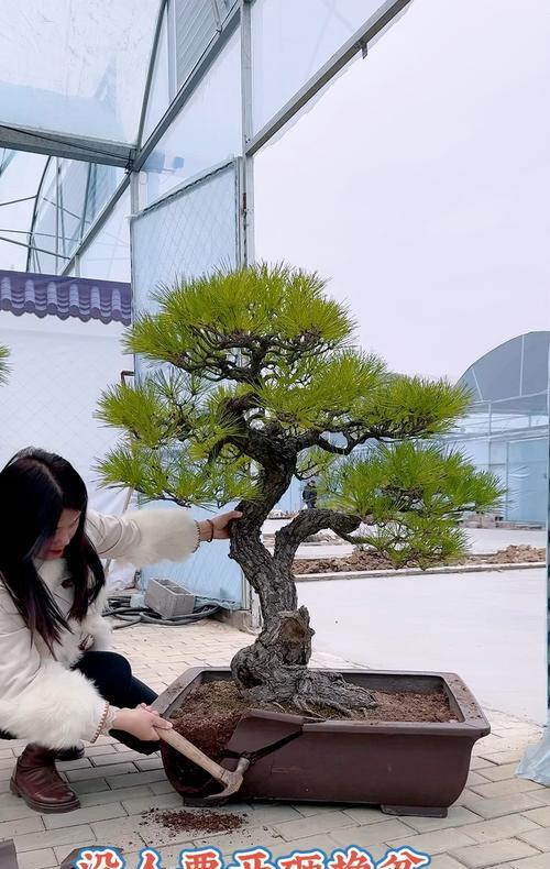黑松盆景的造型技巧是什么？黑松造型过程中应注意什么？