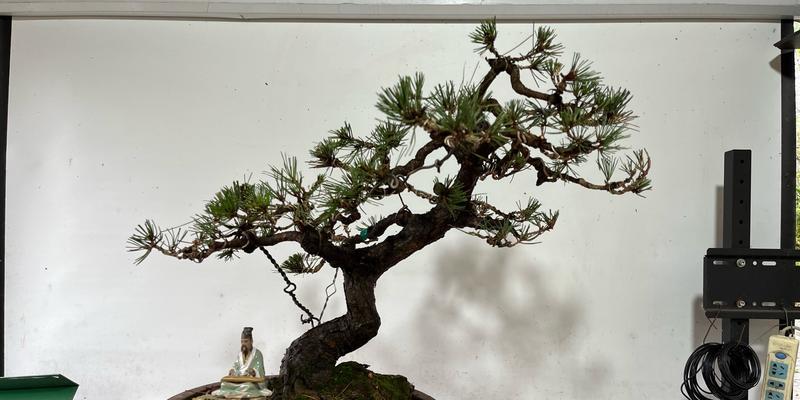 黑松盆景的造型技巧是什么？黑松造型过程中应注意什么？